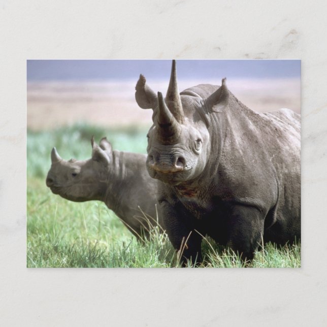 Rhinoceros sur la carte postale du Serengeti (Devant)