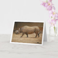 Rhinoceros Walking