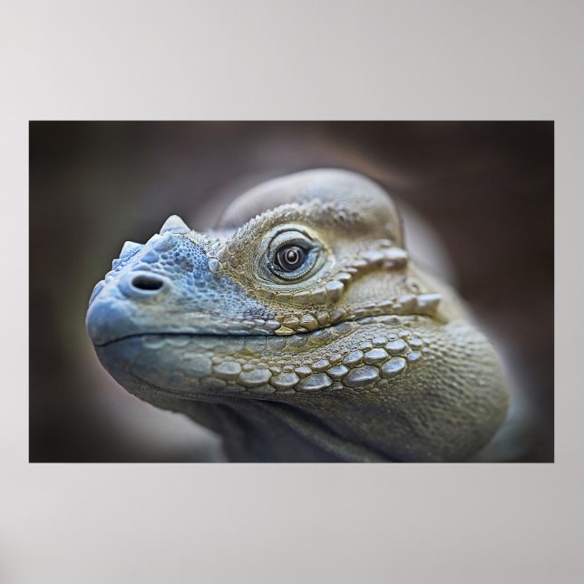 RHINOCERUS IGUANA, KARIBBEAN POSTER (Vorne)