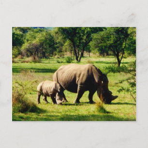 Rhinoweide Postkarte