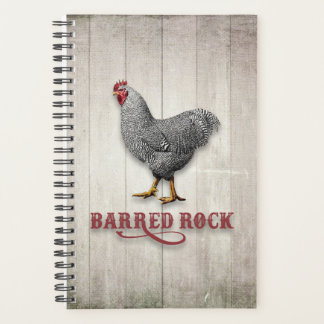 Rhock Plymouth Rock Huhn Planer