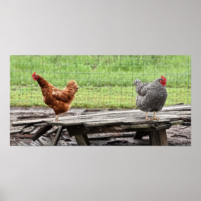 Rhode Island Red and Plymouth Rock Hens Poster (Vorne)