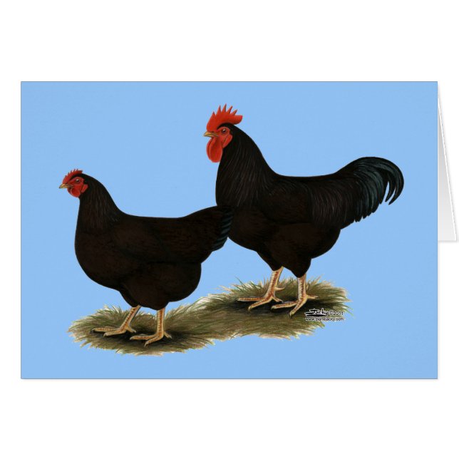 Rhode Island Red Bantams (Devant Horizontal)