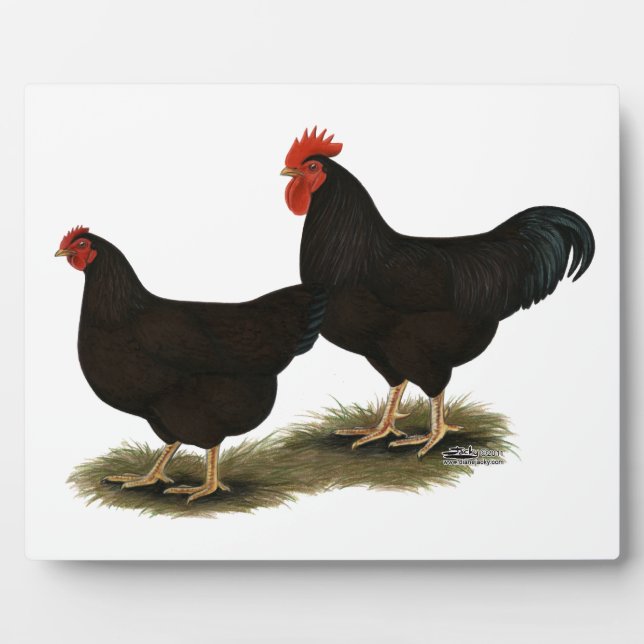 Rhode Island Red Bantams Fotoplatte (Vorderseite)