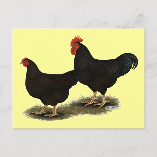 Rhode Island Red Bantams Postkarte (Vorderseite)