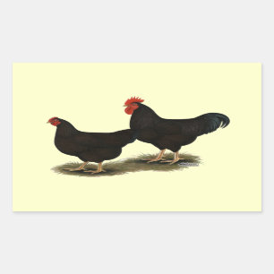 Rhode Island Red Bantams Rechteckiger Aufkleber