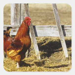 Rhode Island Red Hahn Quadratischer Aufkleber