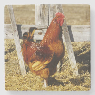 Rhode Island Red Hahn Steinuntersetzer