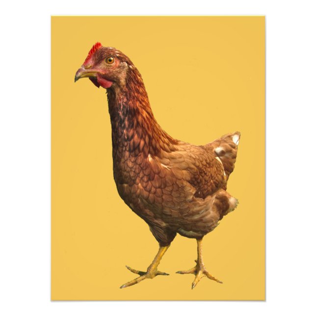Rhode Island Red Hen Chicken Foto drucken (Vorne)