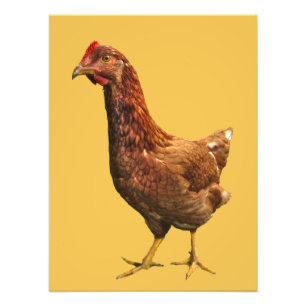 Rhode Island Red Hen Chicken Photo Imprimer