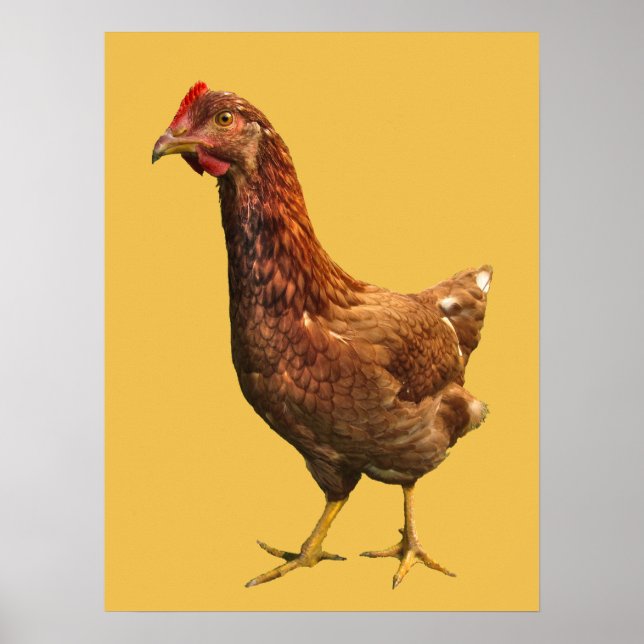 Rhode Island Red Hen Chicken Poster (Vorne)