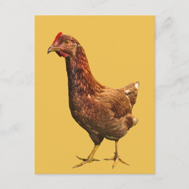 Rhode Island Red Hen Chicken Postkarte (Vorderseite)