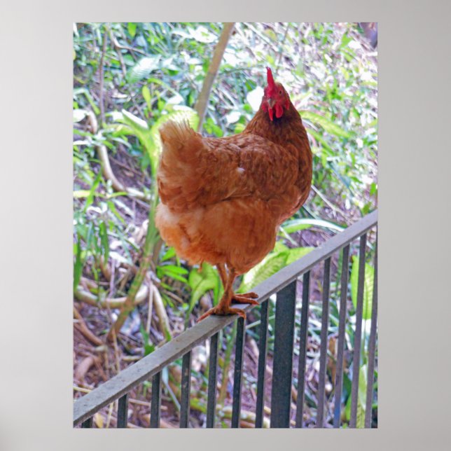 Rhode Island Red Hen Poster (Vorne)