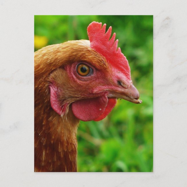 Rhode Island Red Hen Postkarte (Vorderseite)