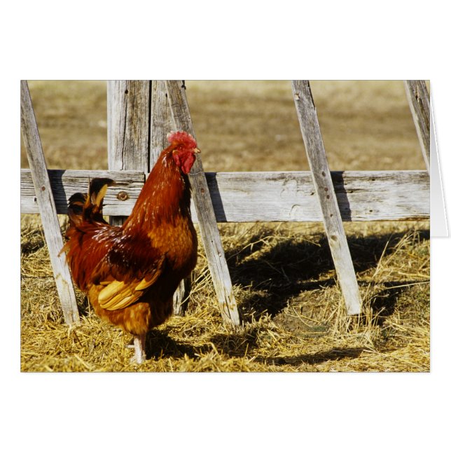 Rhode Island Red Rooster (Vorderseite (Horizontal))