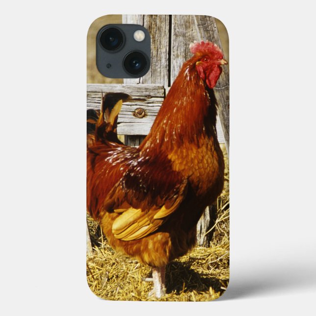Rhode Island Red Rooster Case-Mate iPhone Hülle (Rückseite)