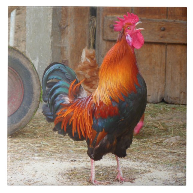 Rhode Island Red Rooster Crowing in Barnyard Fliese (Vorderseite)