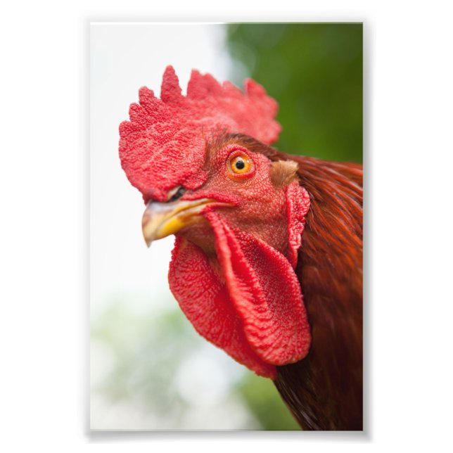 Rhode Island Red Rooster Fotodruck (Vorne)