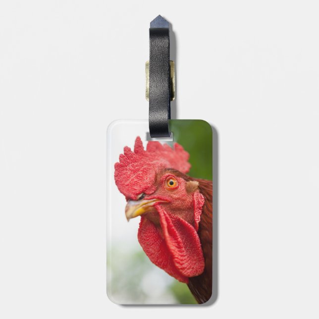 Rhode Island Red Rooster Gepäckanhänger (Rückseite vertikal)