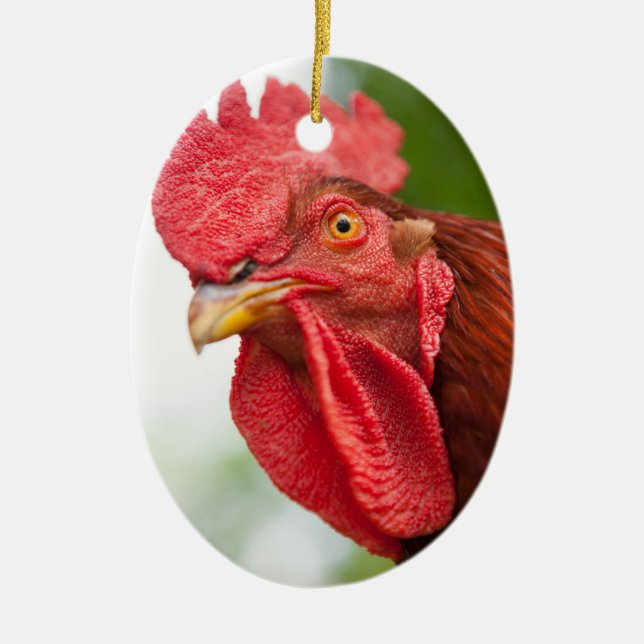Rhode Island Red Rooster Keramikornament (Vorne)