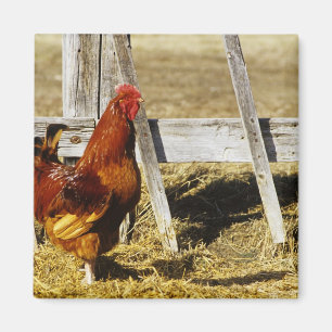 Rhode Island Red Rooster Magnet