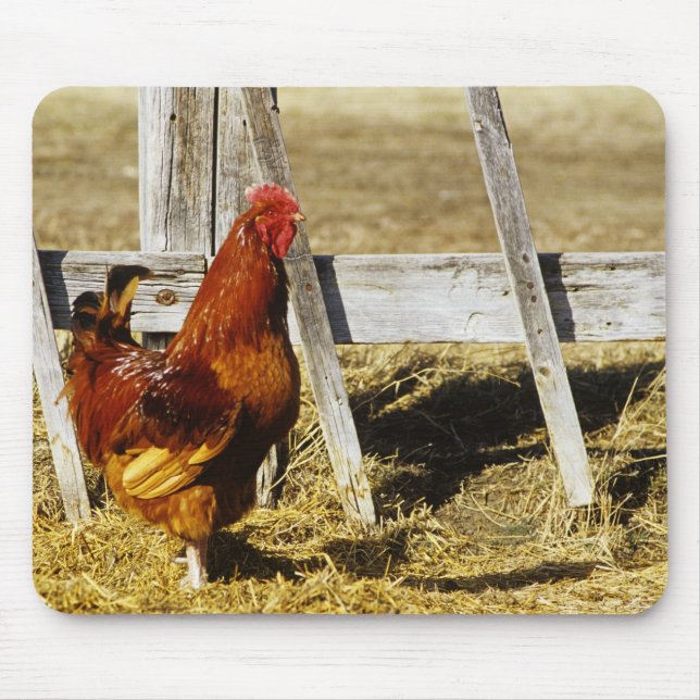 Rhode Island Red Rooster Mousepad (Vorne)