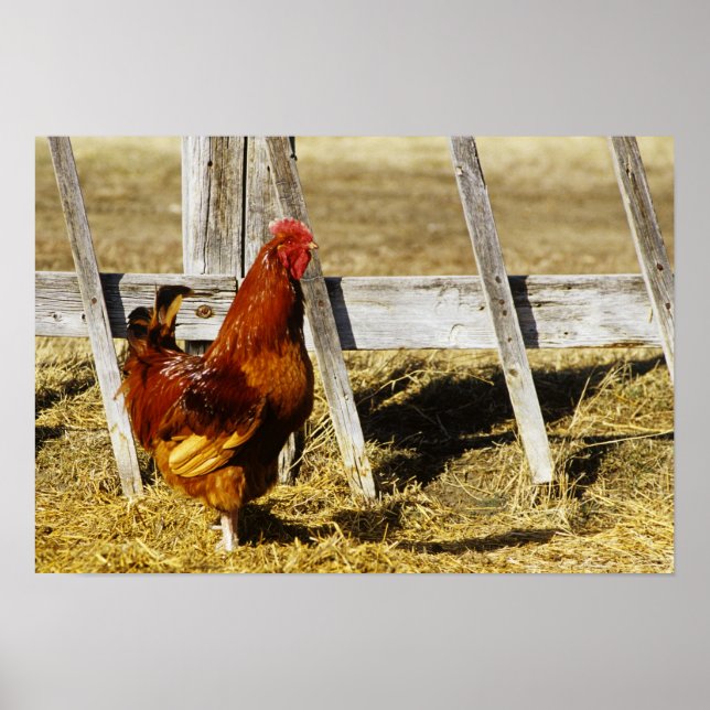Rhode Island Red Rooster Poster (Vorne)