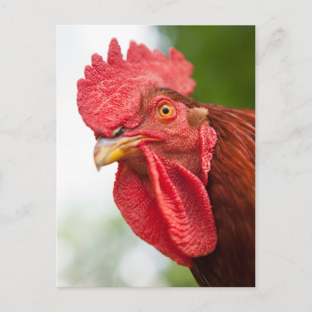 Rhode Island Red Rooster Postkarte (Vorderseite)