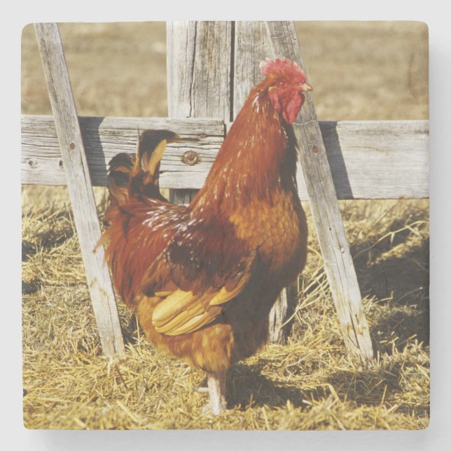 Rhode Island Red Rooster Steinuntersetzer (Vorderseite)