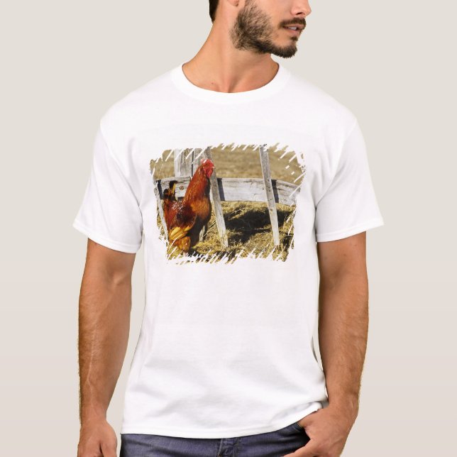 Rhode Island Red Rooster T-Shirt (Vorderseite)