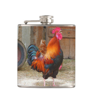 Rhode Island Rooster Crowing in Barnyard Flachmann
