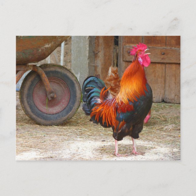 Rhode Island Rooster Crowing in Barnyard Postkarte (Vorderseite)