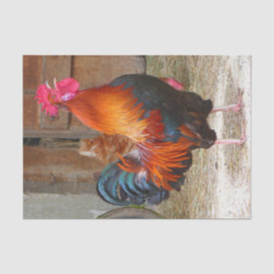 Rhode Island Rot-Hahn, der im Barnyard kräht Seidenpapier