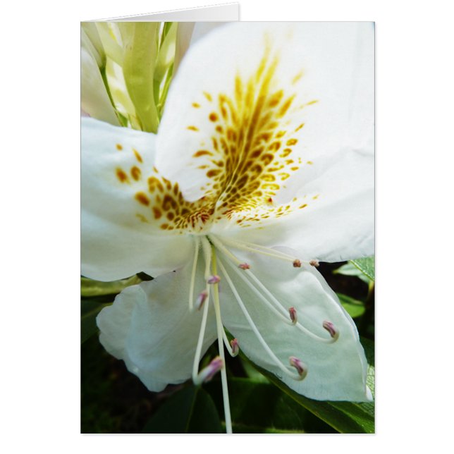 Rhodedendron (Vorne)