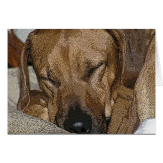 Rhodesian Ridgeback