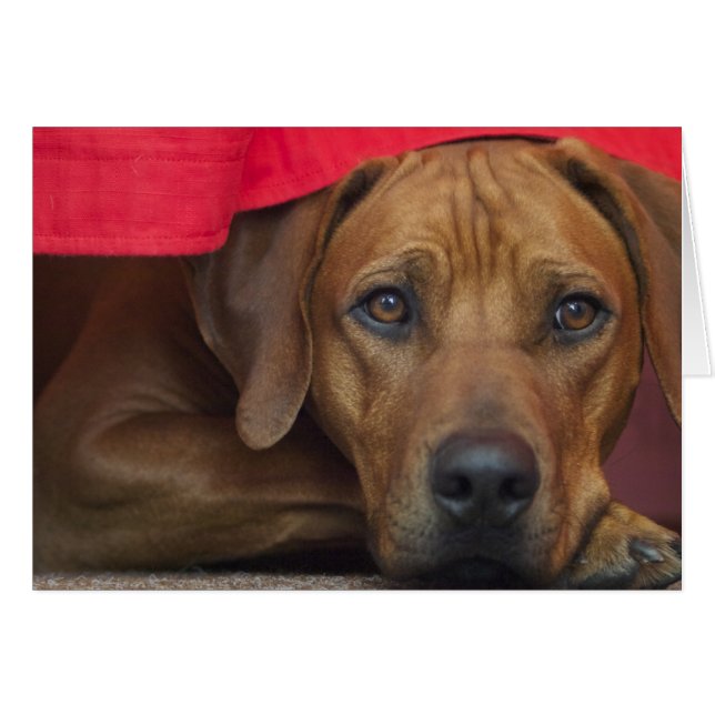 Rhodesian-ridgeback (Vorderseite (Horizontal))