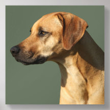 Rhodesian Ridgeback