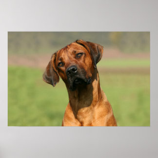 Rhodesian Ridgeback Canvas Print Poster