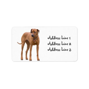 Rhodesian Ridgeback Dog Foto Address Label Adressaufkleber