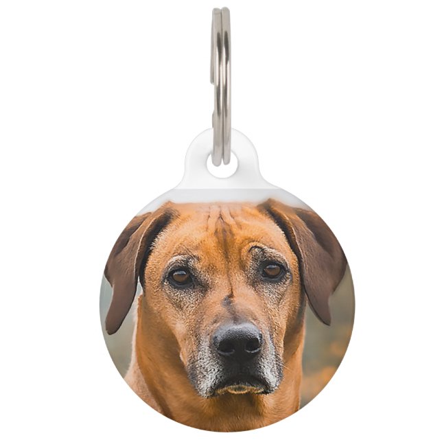 Rhodesian Ridgeback Dog. Haustiermarke (Vorderseite)