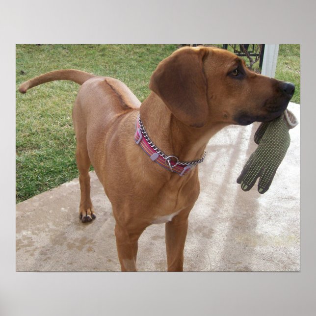 RHODESIAN RIDGEBACK Dog Pet Mischief Poster (Vorne)