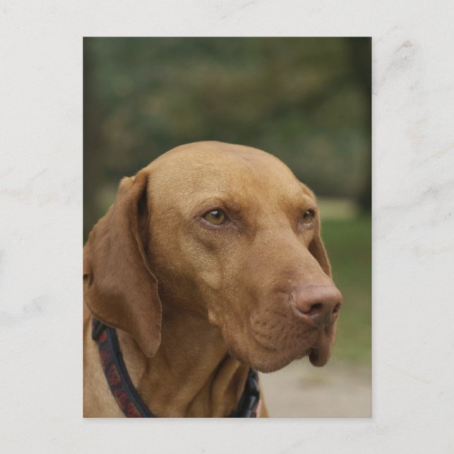 Rhodesian Ridgeback Dog Postcard Postkarte (Vorderseite)