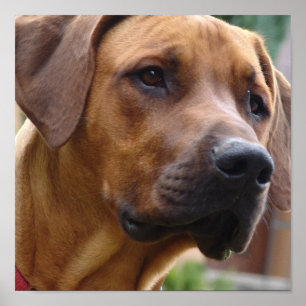 Rhodesian Ridgeback Dog Print Poster