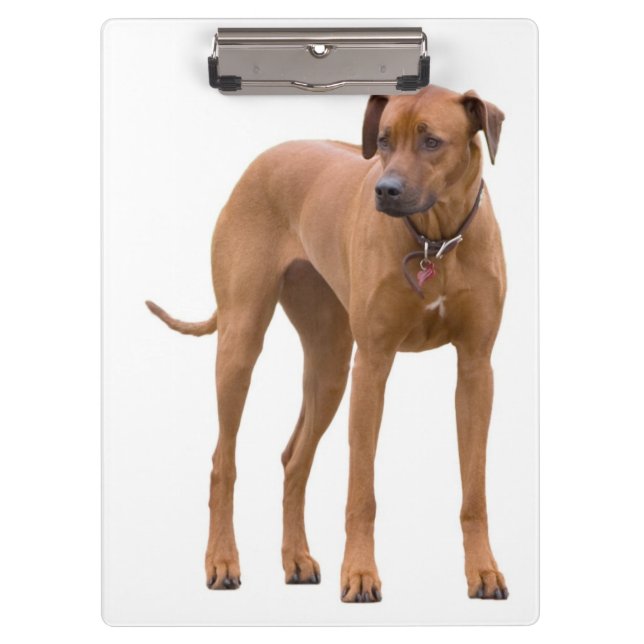 Rhodesian Ridgeback / Hund Foto Zwischenablage Klemmbrett (Vorderseite)