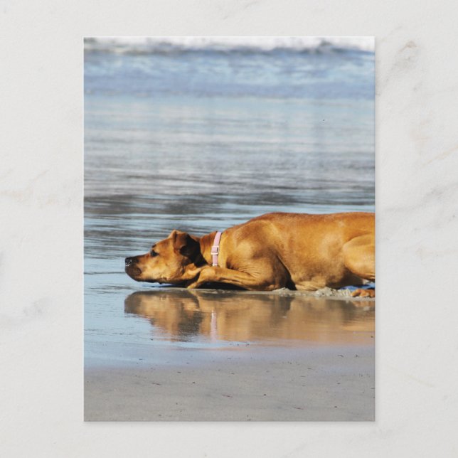 Rhodesian Ridgeback - Ist das Wasser kalt? Postkarte (Vorderseite)