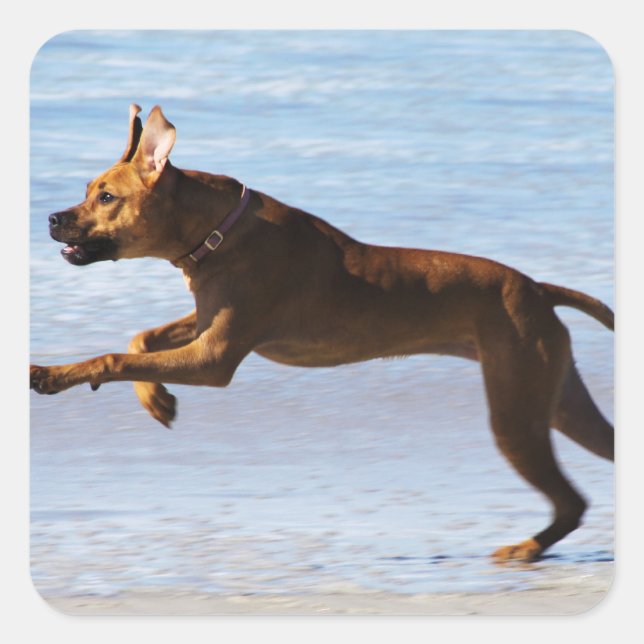 Rhodesian Ridgeback - Leap Quadratischer Aufkleber (Vorderseite)