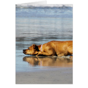 Rhodesian Ridgeback - l'eau est-elle froide ?