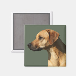 Rhodesian Ridgeback Magnet