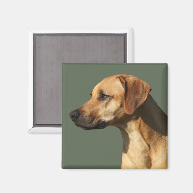 Rhodesian Ridgeback Magnet (Vorderseite/Rückseite)