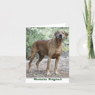 Rhodesian Ridgeback Notecards Karte